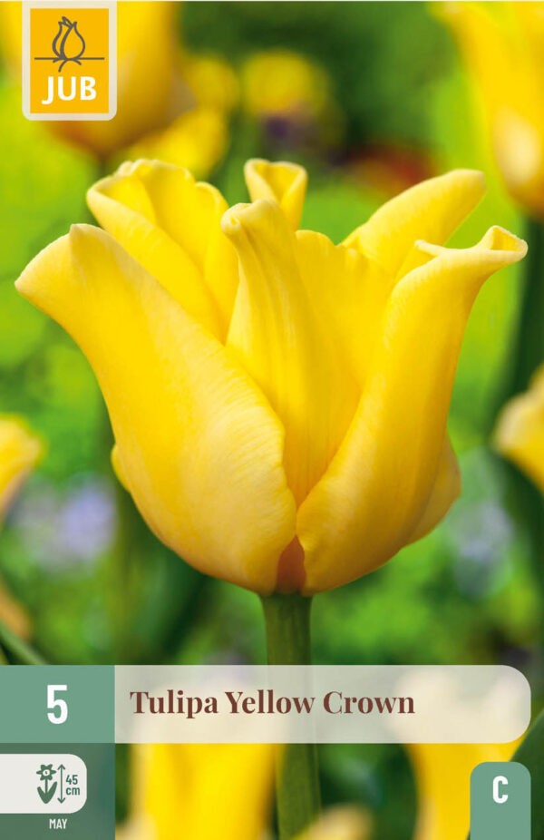5 Tulip Yellow Crown 11/12