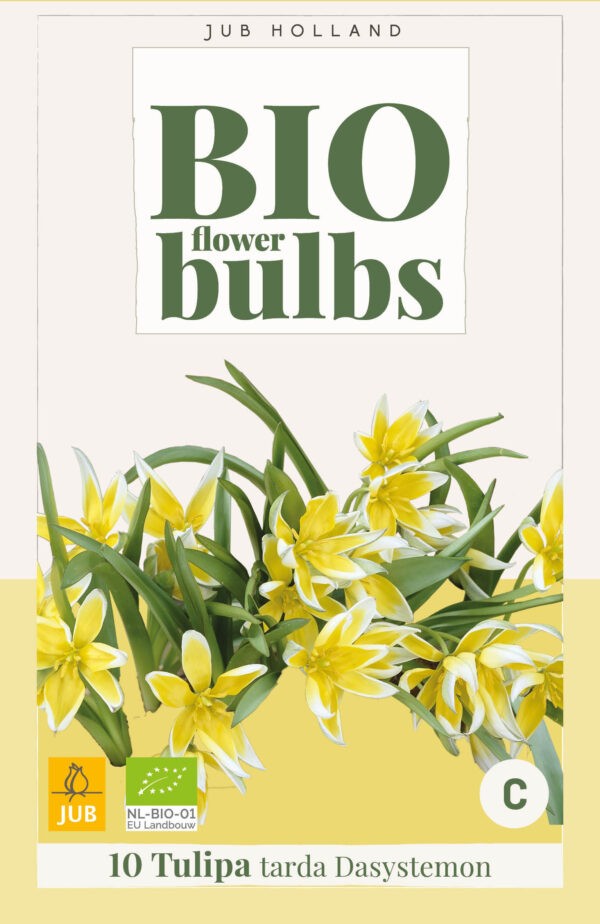 10 Bio Tulip tarda 6/7
