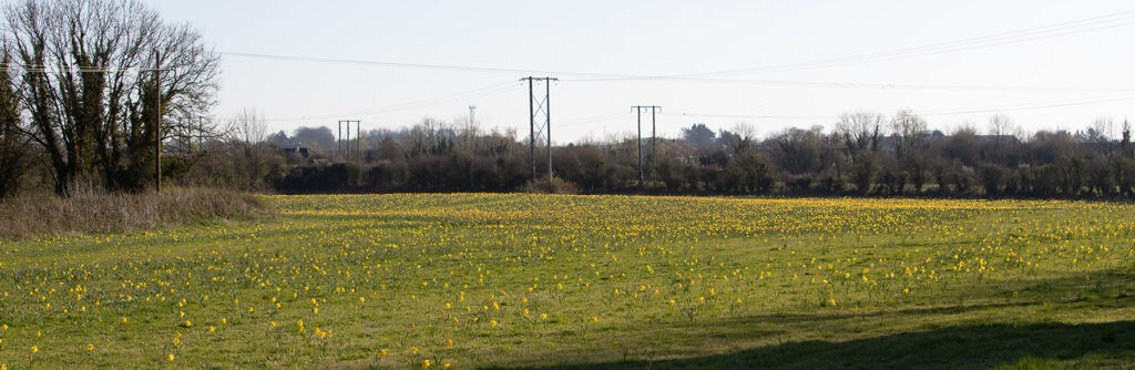 Field of Daffodils