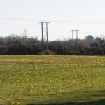 Field of Daffodils
