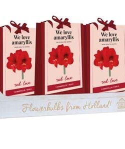 We Love Amaryllis - Blooming Amaryllis - Blossom red (Outer of 12)