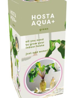 Hosta Aqua + glass jar and bareroot plant