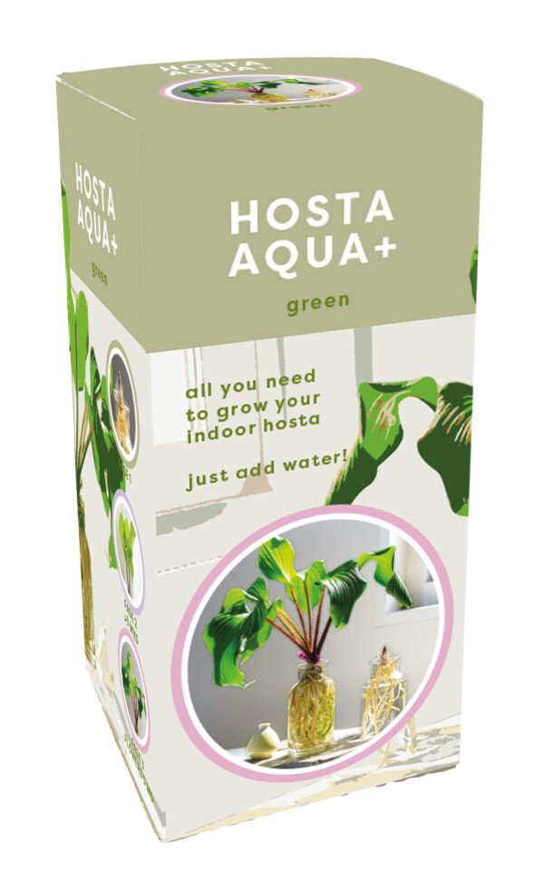 Hosta Aqua + glass jar and bareroot plant