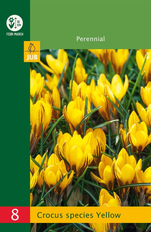 8 Crocus species Yellow 5/+