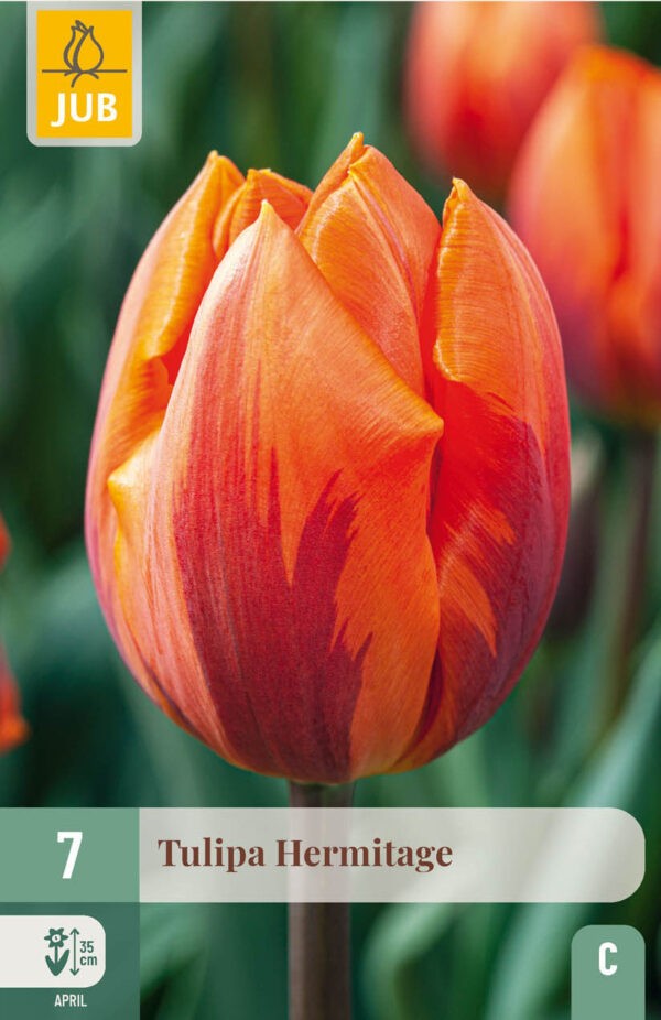 7 Tulip Hermitage 10/11