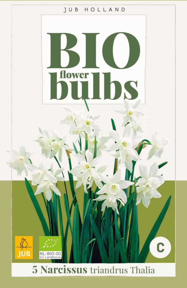 5 Narcissus Bio triandrus Thalia 10/12