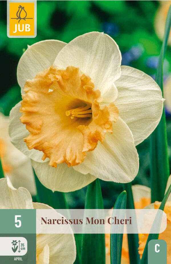 5 Narcissus Mon Cheri 10/12
