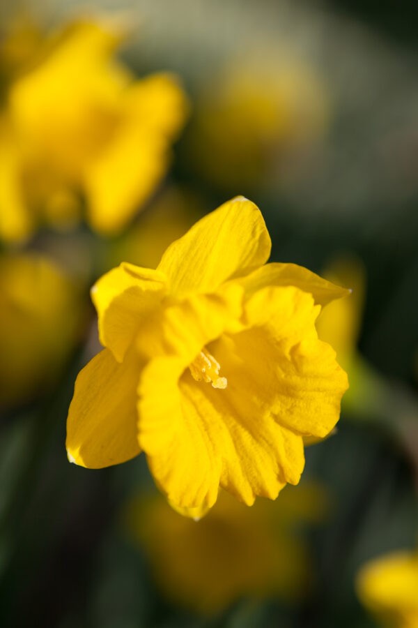 Narcissus Obvallaris 10/12