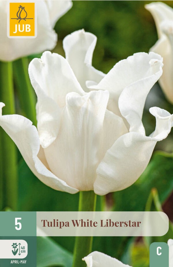 5 Tulip White Liberstar 10/11