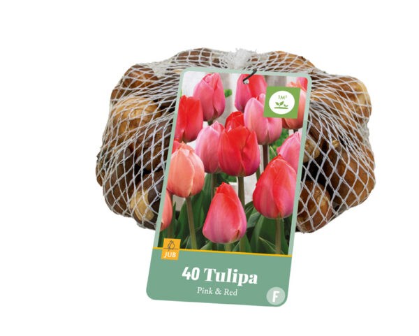Outer of 15, Tulip Pink & Red Netlons, 40 per Bag 11/12