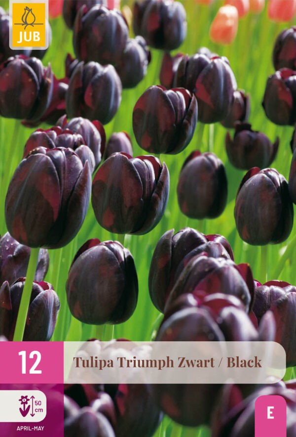 12 Tulip Triumph Black 11/12