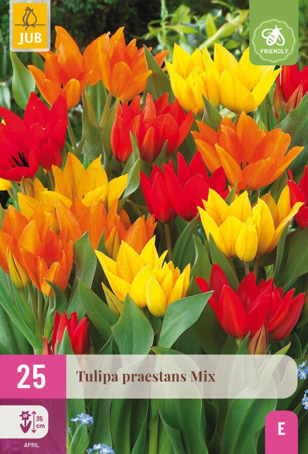 25 Tulip praestans Mix 8/9