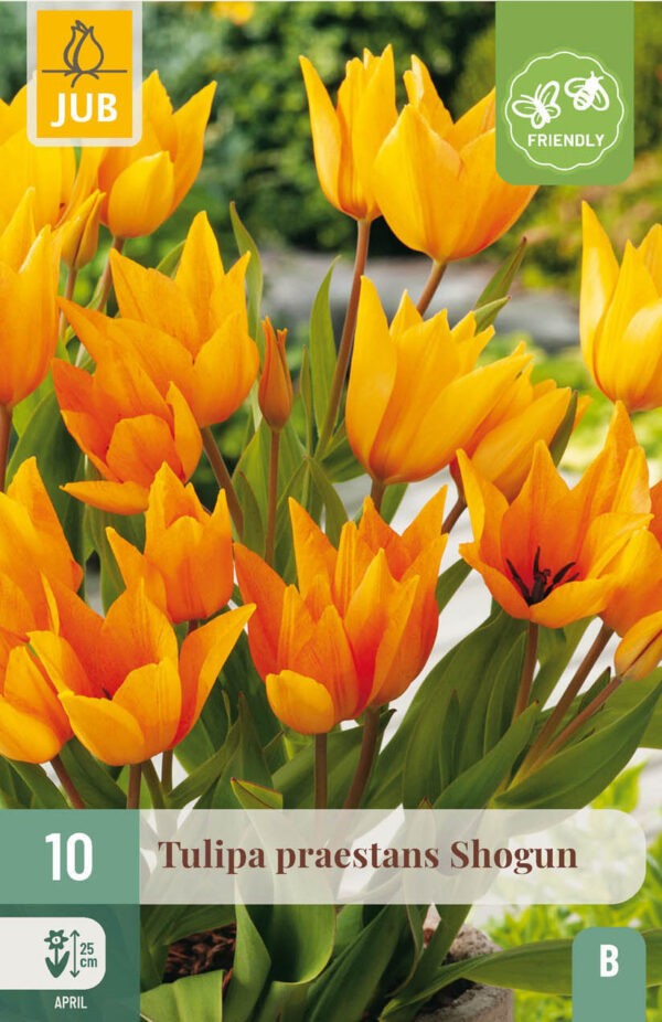 10 Tulip praestans Shogun 8/9