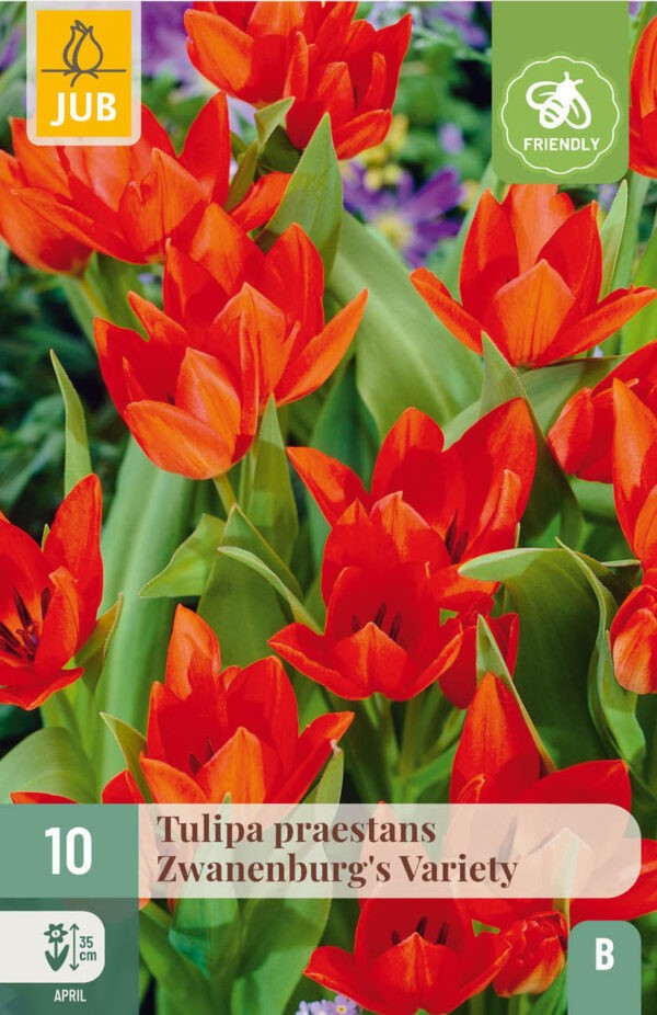 10 Tulip praestans Zwanenburg Variety 8/9