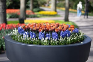 Planter at Keukenhof