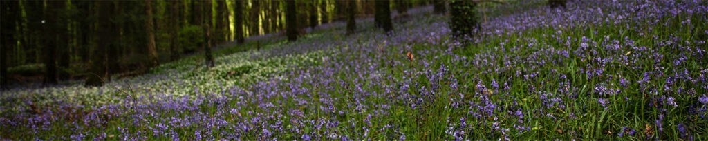 Woodlands and Parks