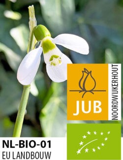 Organic Galanthus Polar Bear