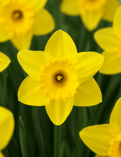 Daffodil Mando