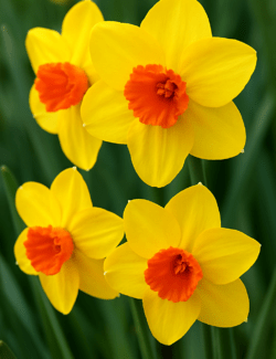 Daffodil Lothario