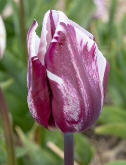 Triumph Tulip Rems Favourite