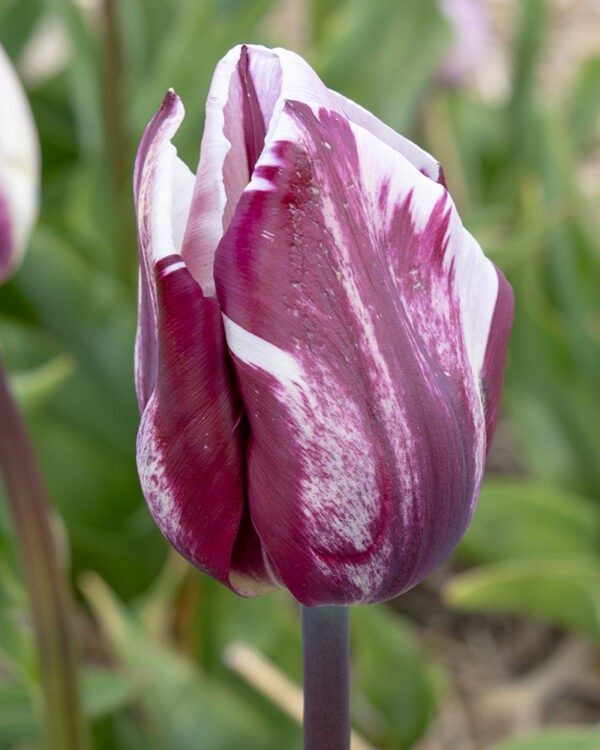 Triumph Tulip Rems Favourite