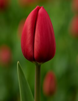 Triumph Tulip Strong Love