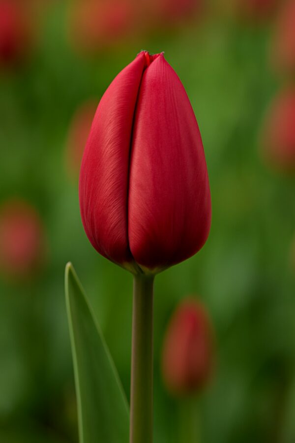 Triumph Tulip Strong Love