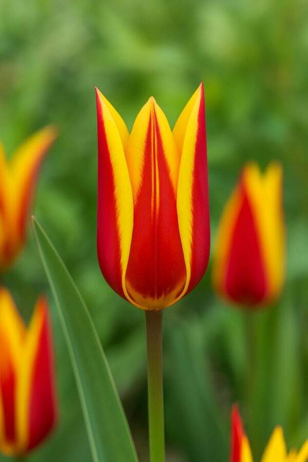 Organic Tulip Taco