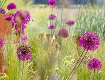 Drought Tolerant