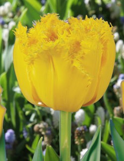 Double Fringed Tulip Mon Amour