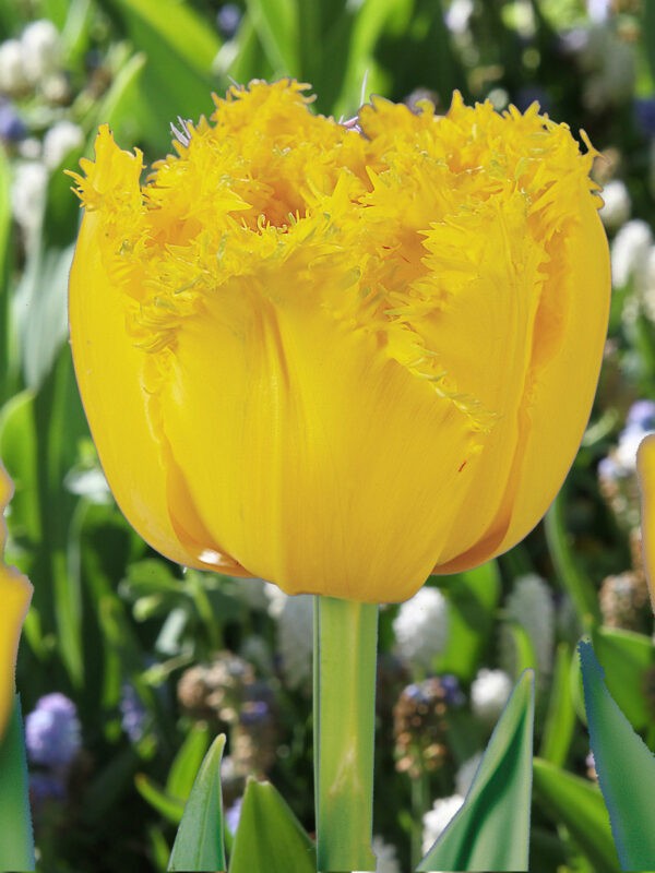 Double Fringed Tulip Mon Amour