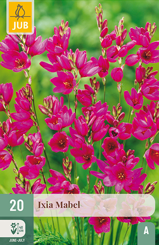 20 Ixia Mabel 5/+