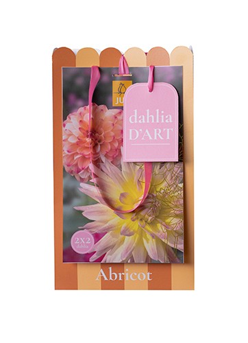 4 Dahlias Abricot