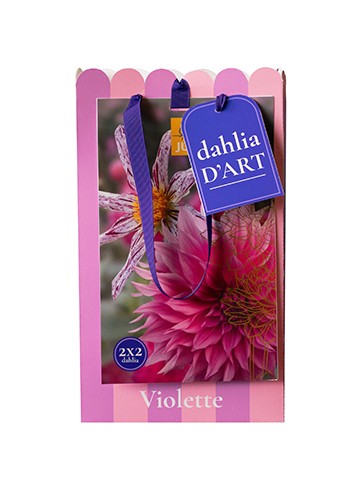 4 Dahlias Violette