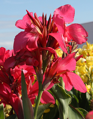 Canna Shining Pink I