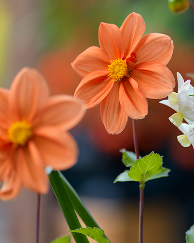 Dahlia G.F.Hemerik I