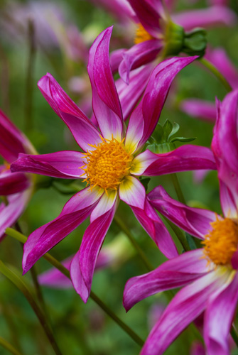 Dahlia Honka Pink I