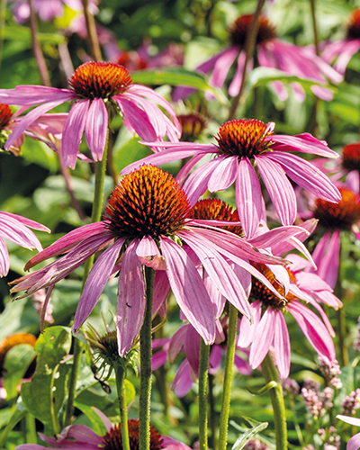 Echinacea Purpurea I
