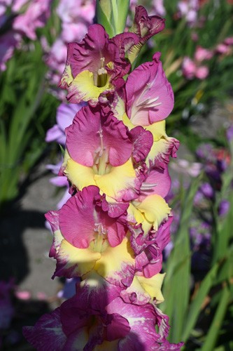 Gladiolus Extravert 12/14