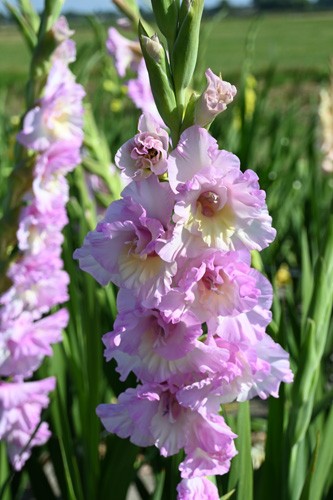 Gladiolus Magenta Princess 12/14