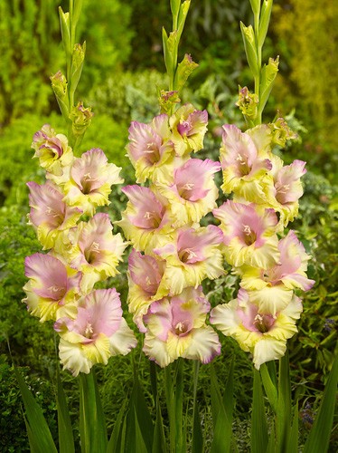 Gladiolus Mon Amour 12/14