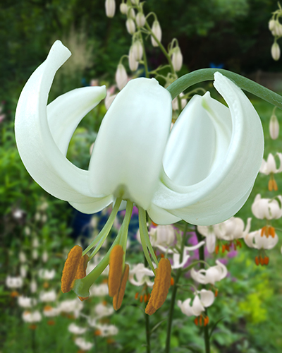 Lilium Snowy Morning 14/16