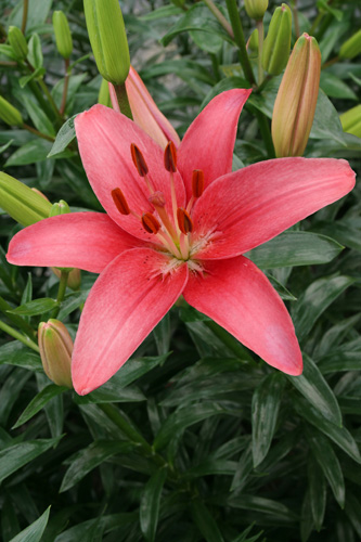 Lilium Sylt 14/16