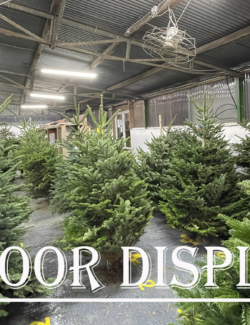 Indoor display of Christmas Trees
