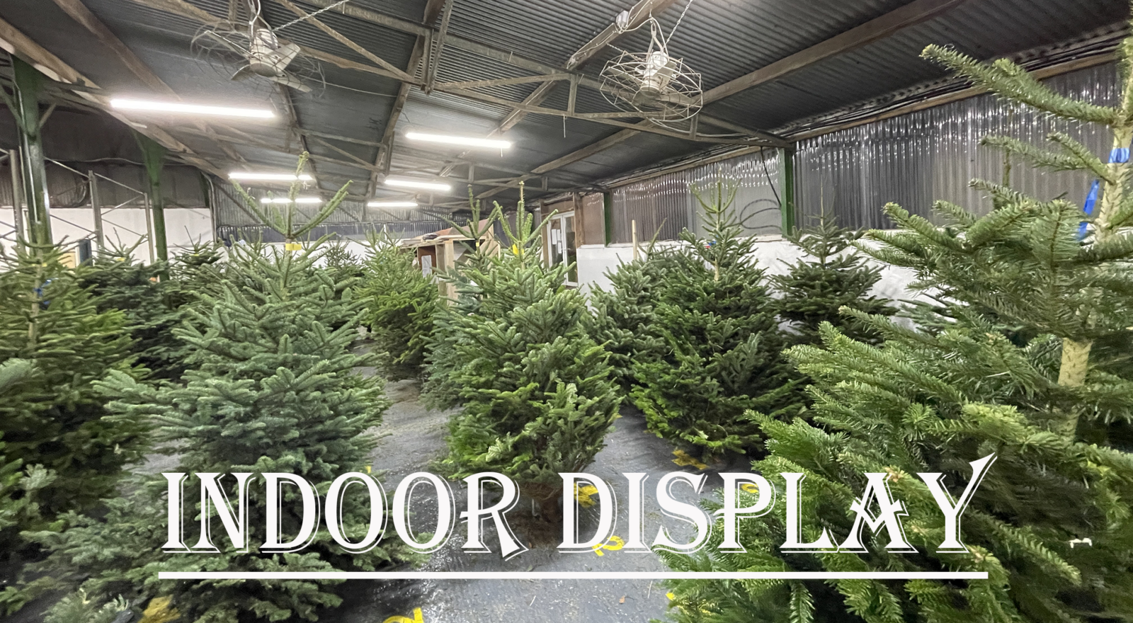 Indoor display of Christmas Trees