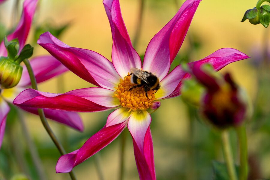 Bee on Pink Dahlia