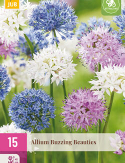 Allium Buzzing Beauties XXL Pack