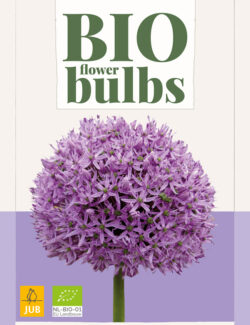 Organic Allium Gladiator Prepack