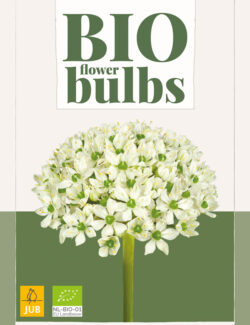 Organic Allium Mount Everest Prepack