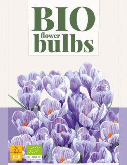 Organic Crocus King of the Striped Prepack